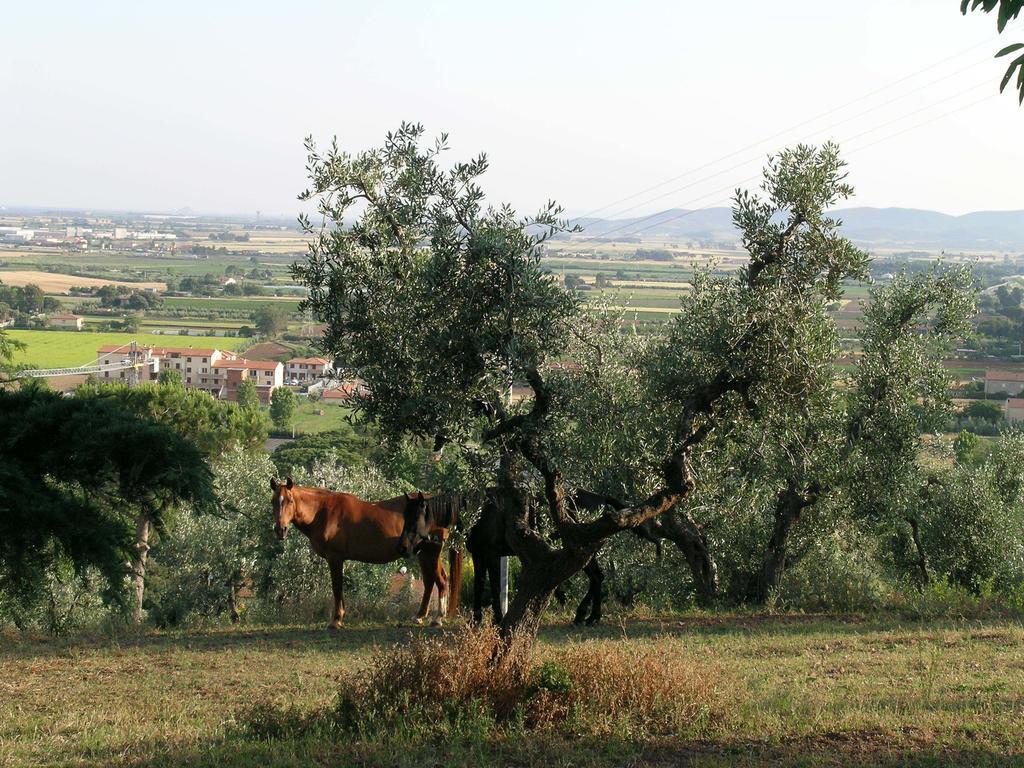 B&B Villa Il Poggetto Venturina Terme Luaran gambar
